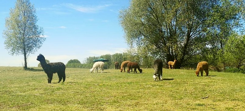 Tiny Alpaca Town Farm