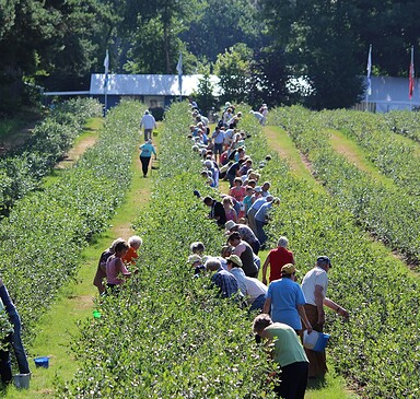 Pritzwalk Blueberry Plantation