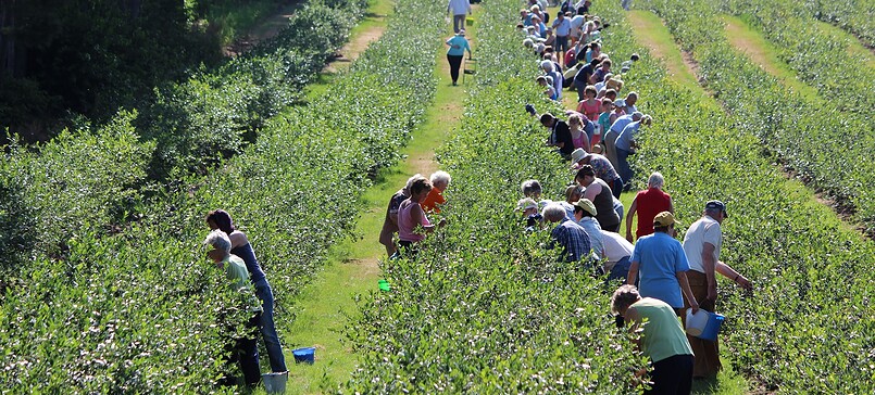 Pritzwalk Blueberry Plantation