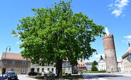 Heilig-Geist-Platz in Jüterbog mit der Luthereiche, Foto: Marlen Seidel/Stadt Jüterbog