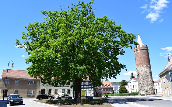 Heilig-Geist-Platz in Jüterbog mit der Luthereiche, Foto: Marlen Seidel/Stadt Jüterbog