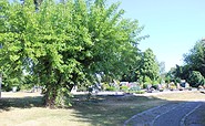 Maulbeerbaum an der Dorfkirche Sperenberg, Foto: Tourismusverband Fläming e. V. / A. Stein