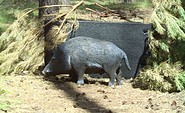 Künstliches Wildschwein, Foto: Zum Bogenbiwak