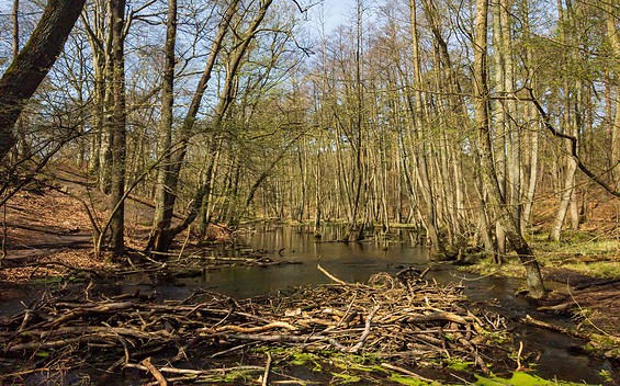 Circular trail through the Briesetal
