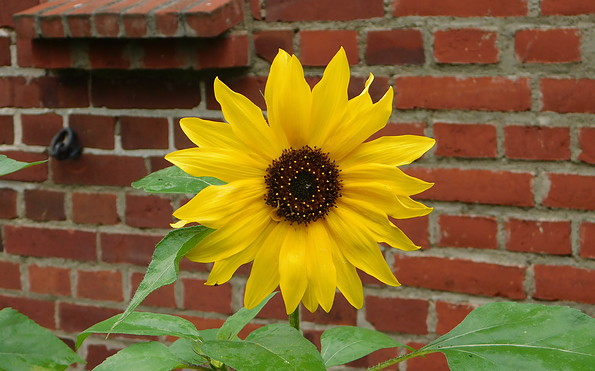 Sonnenblume, Foto: B. Rohloff
