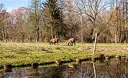 Tiereauf der Weide, Foto: TMB Fotoarchiv/Steffen Lehmann
