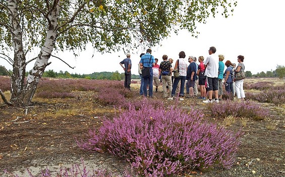 Heidewanderung im Naturpark Niederlausitzer Heidelandschaft, Foto: Tourismusverband Elbe-Elster-Land e.V.