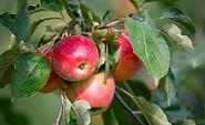 Äpfel in Müncheberg, Foto: Florian Läufer