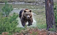 Bär im Wildtierpark Johannismühle, Foto: Wildpark Johannismühle