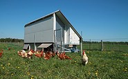 Mobile Hühnerhaltung, Foto: Ökodorf Brodowin