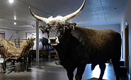 Ausstellung im BARNIM PANORAMA Naturparkzentrum, Agrarmuseum Wandlitz, Foto: BARNIM PANORAMA/Kienzle