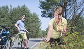 Radfahrer pflücken Beeren am Seerundweg des Scheibe-Sees, Foto: Nada Quenzel