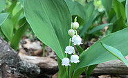 Lily of the valley along the way, Foto: Anne Els