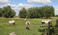 Wildpferde auf Rieselfeldern in Falkenberg, Foto: Regionalpark Barnimer Feldmark e.V. - Ulrike Peltz