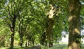Allee in Willmersdorf, Foto: Regionalpark Barnimer Feldmark e.V. - Ulrike Peltz
