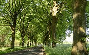 Allee in Willmersdorf, Foto: Regionalpark Barnimer Feldmark e.V. - Ulrike Peltz