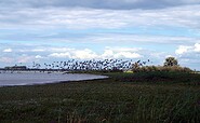 Vogelzug im Havelland