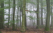 Wald in Helenenau, Foto: Regionalpark Barnimer Feldmark e.V.