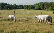 Pferde am Helenenauer Weg, Foto: Regionalpark Barnimer Feldmark e.V. - Lutz Weigelt