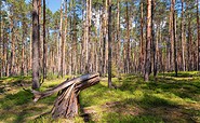 Wald im Schlaubetal, Foto Florian Läufer