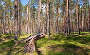 Wald Schlaubetal, Foto Florian Läufer