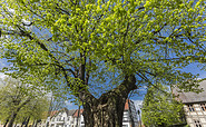 Treuenbrietzen, Foto:TMB-Fotoarchiv / Steffen Lehmann