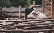 Our organic pigs, photo: Gut Boltenhof