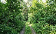 Waldweg zur Wesendahler Klostermühle, Foto: Frank Meyer