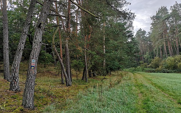 Wälder in der Uckermark, Foto: Merith Sommer
