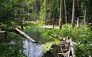 Nonnenfließ im Naturpark Barnim, Foto: Merith Sommer