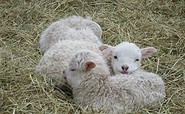 Lambs, photo: Blumberger Mühle