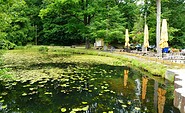 Teichrosen am Wirtshaus zur Mittelmühle, Foto: Tourismusverband Dahme-Seenland e.V., Juliane Frank