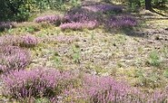 Blooming heath in the nature park Dahme-Heidesee, Foto: Dana  KLaus, Lizenz: Tourismusverband Dahme-Seenland e.V.