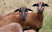 Sheep at Landgasthof Zur Wildbahn, Foto: Peter Becker, Lizenz: Landgasthof Zur Wildbahn