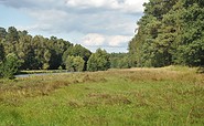 Hike Langes Luch, wet meadow, Foto: LIFE Feuchtwälder, Lizenz: Stiftung NaturSchutzFonds Brandenburg