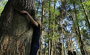 Long luch, thickest resin pine in the area, Foto: LIFE Feuchtwälder, Lizenz: Stiftung NaturSchutzFonds Brandenburg