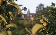 Apples Aexandrovka Potsdam, Foto: André Stiebitz, Lizenz:  PMSG