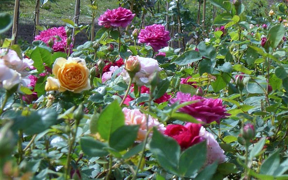Blütenpracht in der Bioland Rosenschule, Foto: Bioland Rosenschule