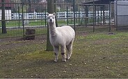 alpaca at the zoo, Foto: Tierpark Luckenwalde, Lizenz: Tierpark Luckenwalde