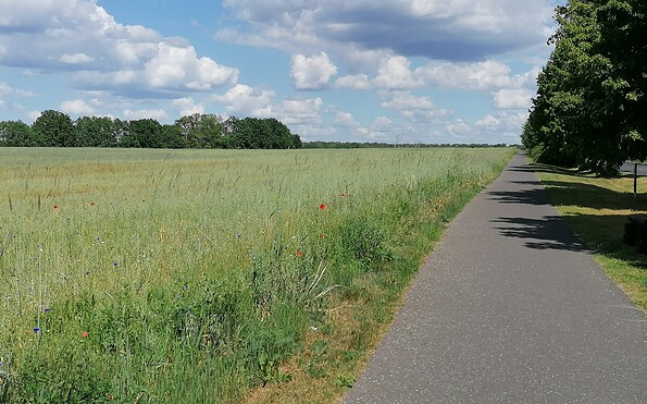 Radweg nach Groß Schönebeck, Foto: WITO Barnim