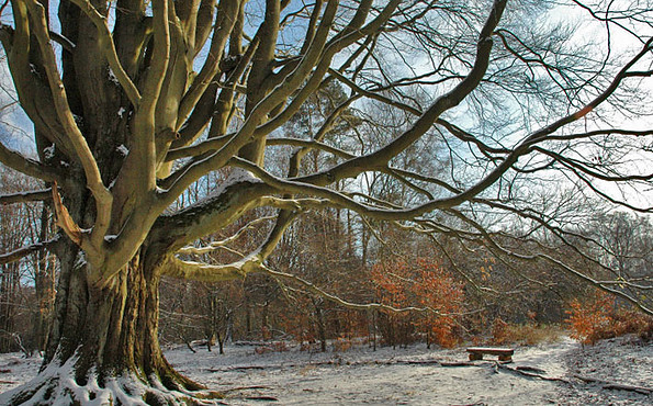 Silkebuche im Winter, Foto: Sandra Riewe, Lizenz: Gemeinde Schorfheide