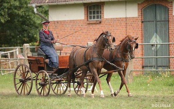 Training der Pferde, Foto: Boiselle, Foto: G. Boiselle, Lizenz: Stiftung Brandenburgisches Haupt- u. Landgestüt