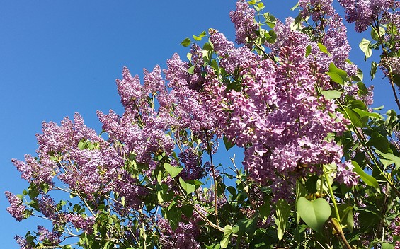 Flieder, Lychen,  , Foto: A. Schönfeldt, Lizenz: A. Schönfeldt