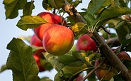 Obstgut Marquardt - in der Apfelplantage, Foto: Sandra Seifert, Lizenz: Obstgut Marquardt GmbH &amp; Co. KG