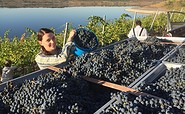 Grape harvest with the winemaker family, Foto: COrnelia Wobar, Lizenz: Cornelia Wobar