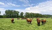 Kühe auf der Weide , Foto: Hendrik Manzke