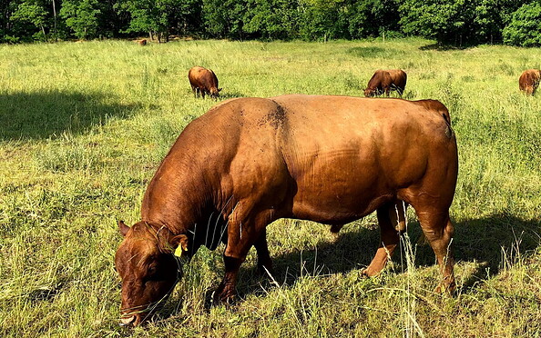Bull in the pasture, Foto: Hendrik Manzke