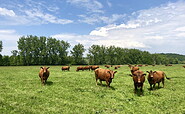 Cows in the pasture, Foto: Hendrik Manzke