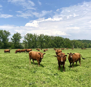 Pasture cattle Liepe