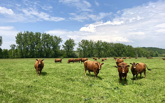 Pasture cattle Liepe